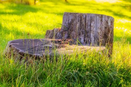 Stump Removal